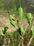 Vaccinium uliginosum. Верхушка веточки с молодыми листьями. Окр. Архангельска, болото. 28.05.2011.