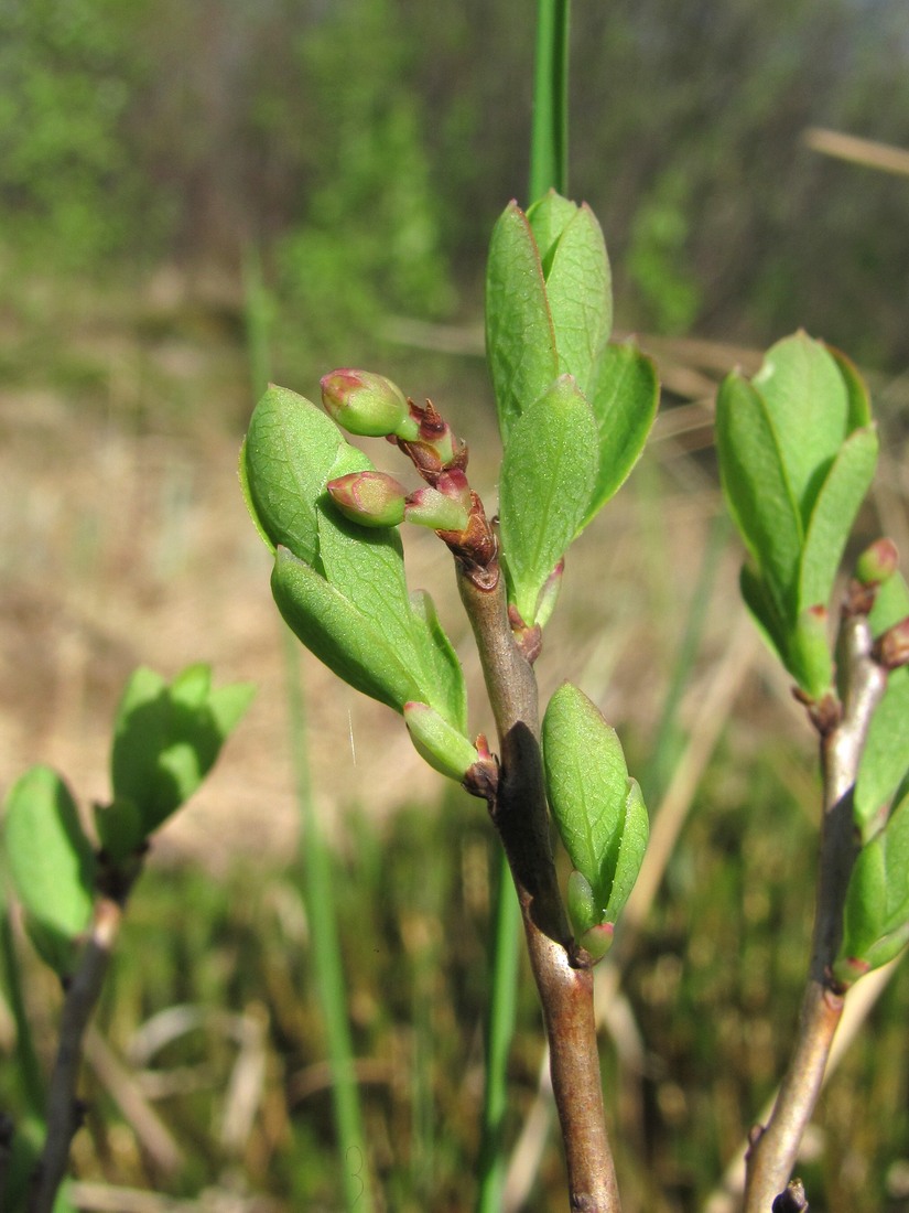 Image of Vaccinium uliginosum specimen.