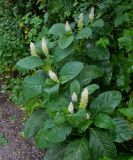 Phytolacca acinosa