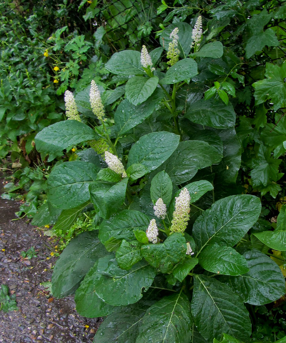 Image of Phytolacca acinosa specimen.