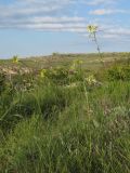 Erysimum canescens. Цветущие растения. Крым, Керченский п-ов, Приазовье, Караларская степь. 03.05.2019.