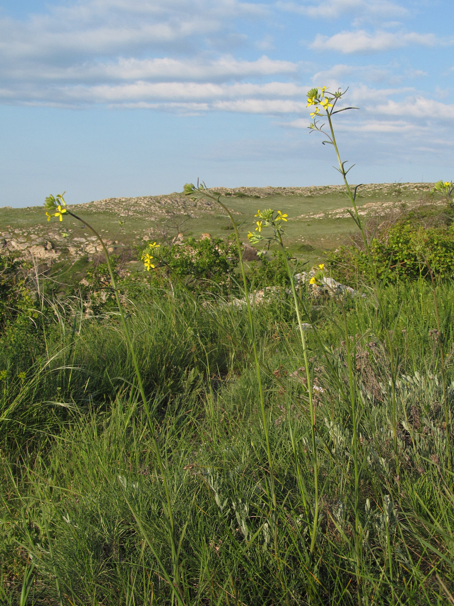 Image of Erysimum canescens specimen.