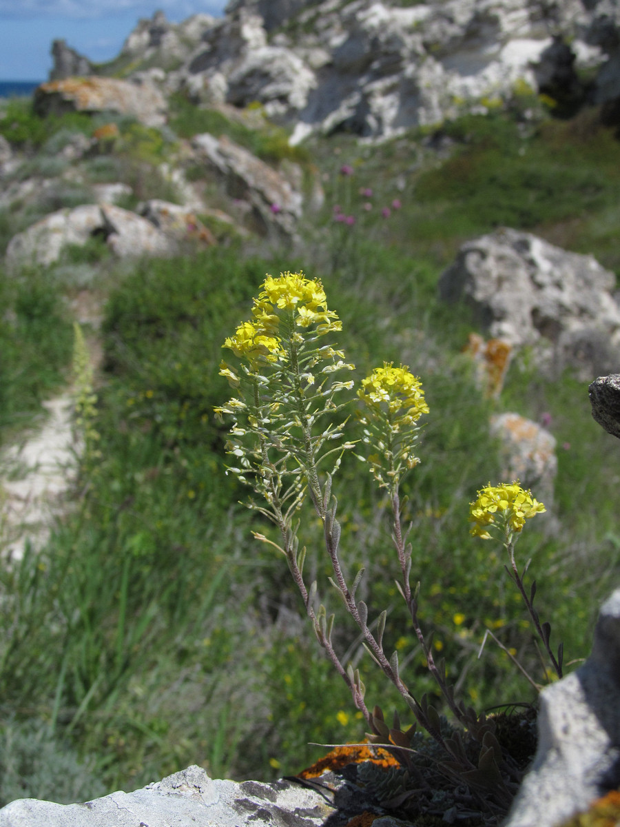 Image of Alyssum kotovii specimen.