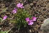 Dianthus repens. Цветущее растение. Костромская обл., Судиславский р-н, дер. Антипино, в культуре. 29.05.2019.