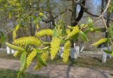 Salix euxina