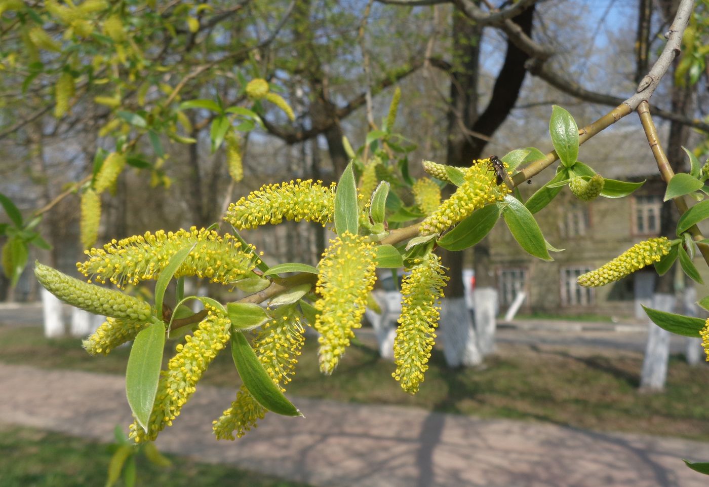 Image of Salix euxina specimen.