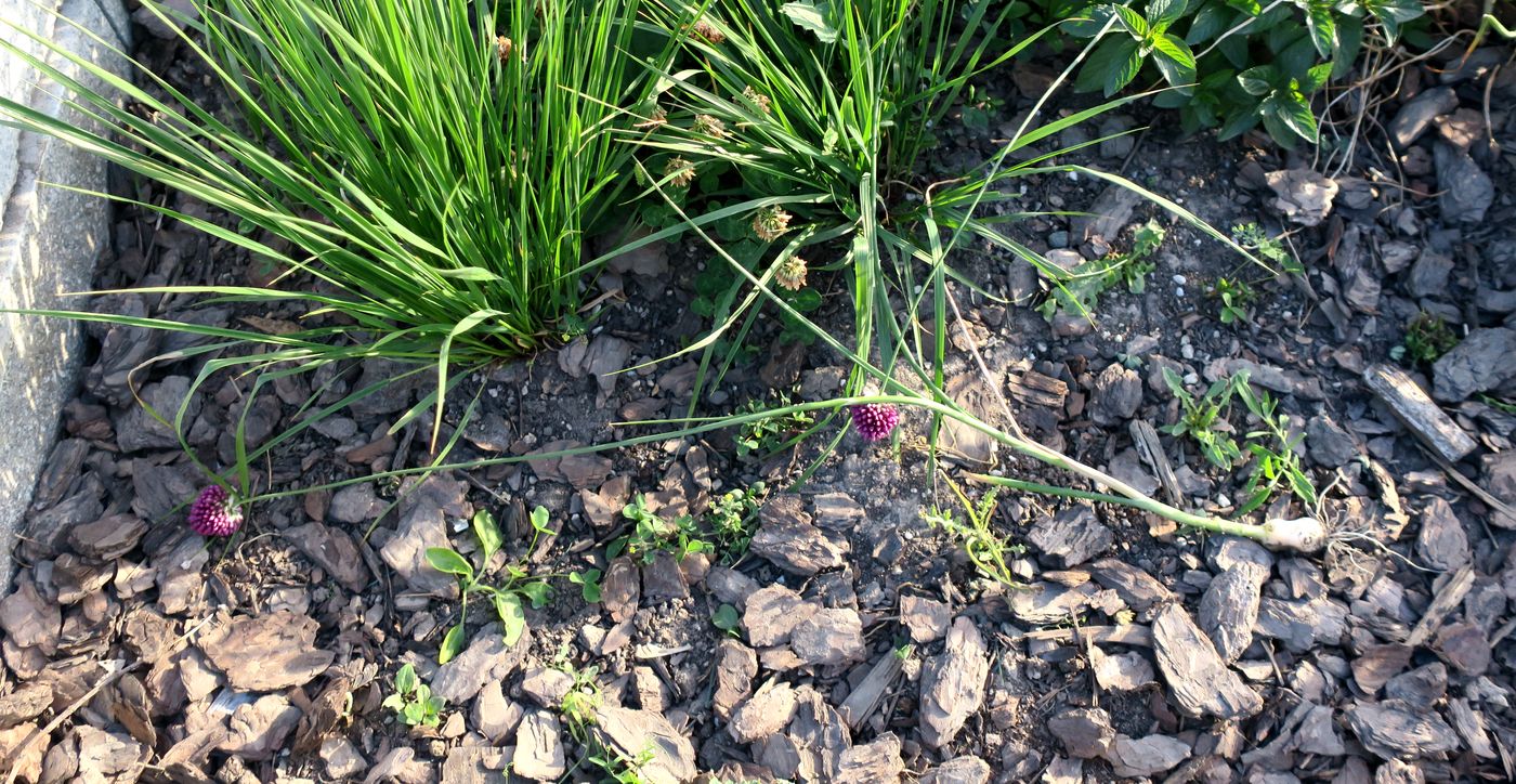 Image of Allium sphaerocephalon specimen.