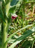 Cynoglossum officinale. Нижняя часть стебля. Республика Алтай, Чемальский р-н, остепнённый луг-пастбище на скалистом правом берегу р. Катунь. 19.06.2010.