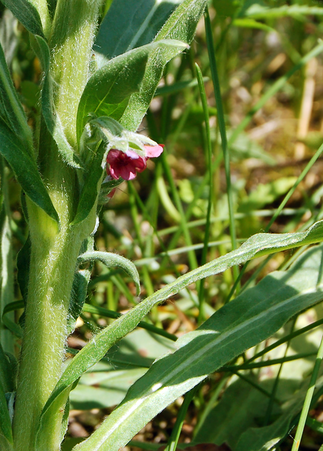 Изображение особи Cynoglossum officinale.