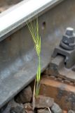 Hordeum vulgare