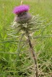 Cirsium polonicum