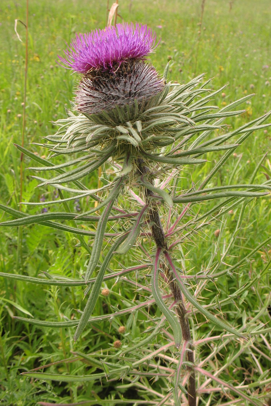 Image of Cirsium polonicum specimen.