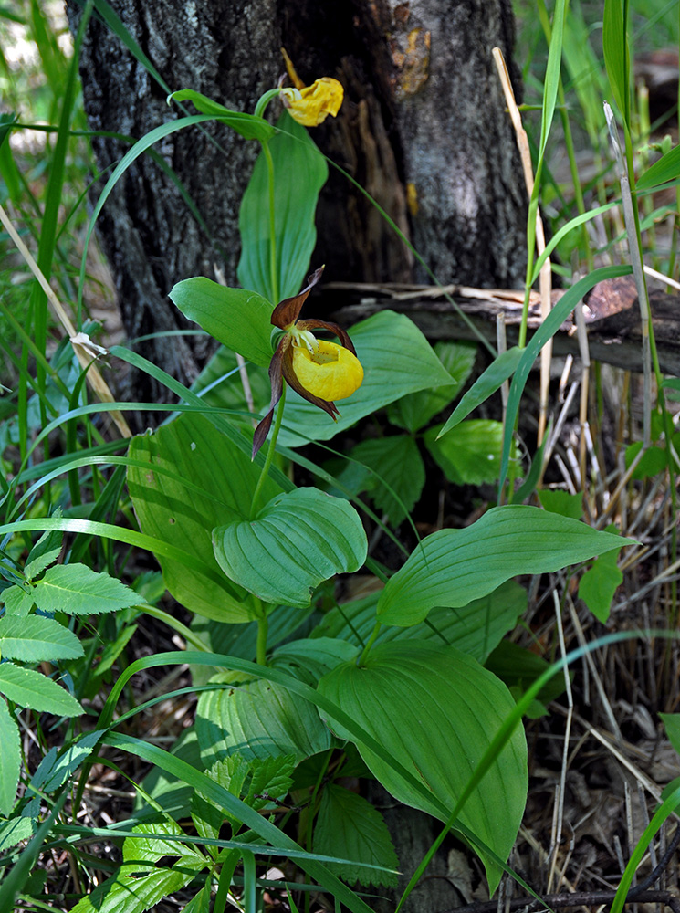 Image of Cypripedium calceolus specimen.