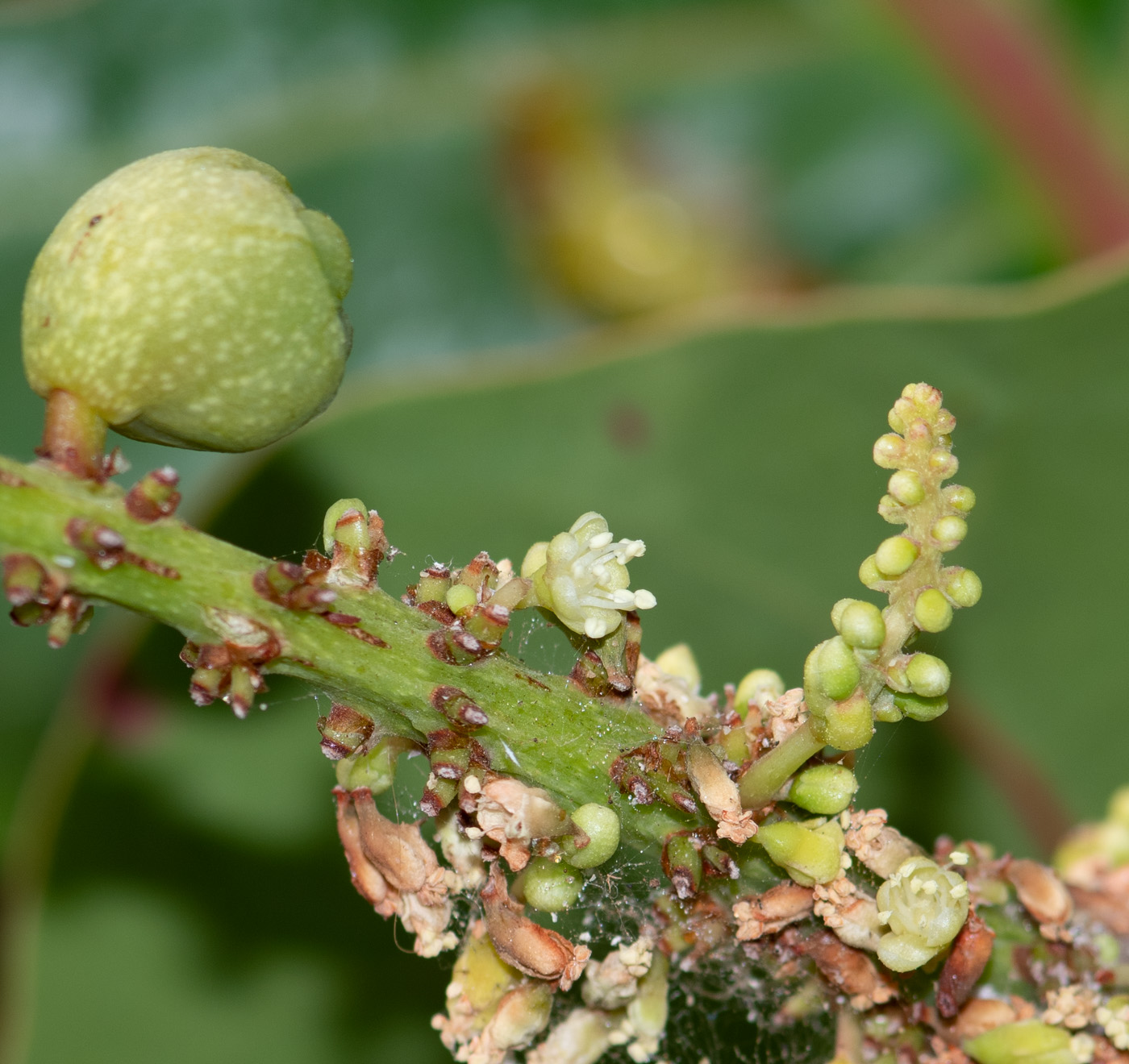 Image of Coccoloba uvifera specimen.