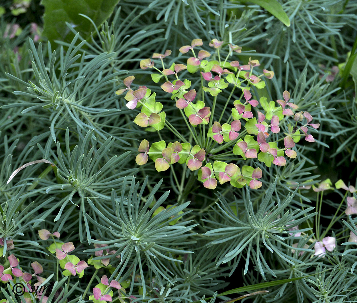 Изображение особи Euphorbia cyparissias.