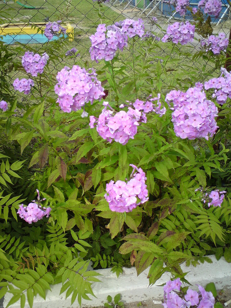 Image of Phlox paniculata specimen.