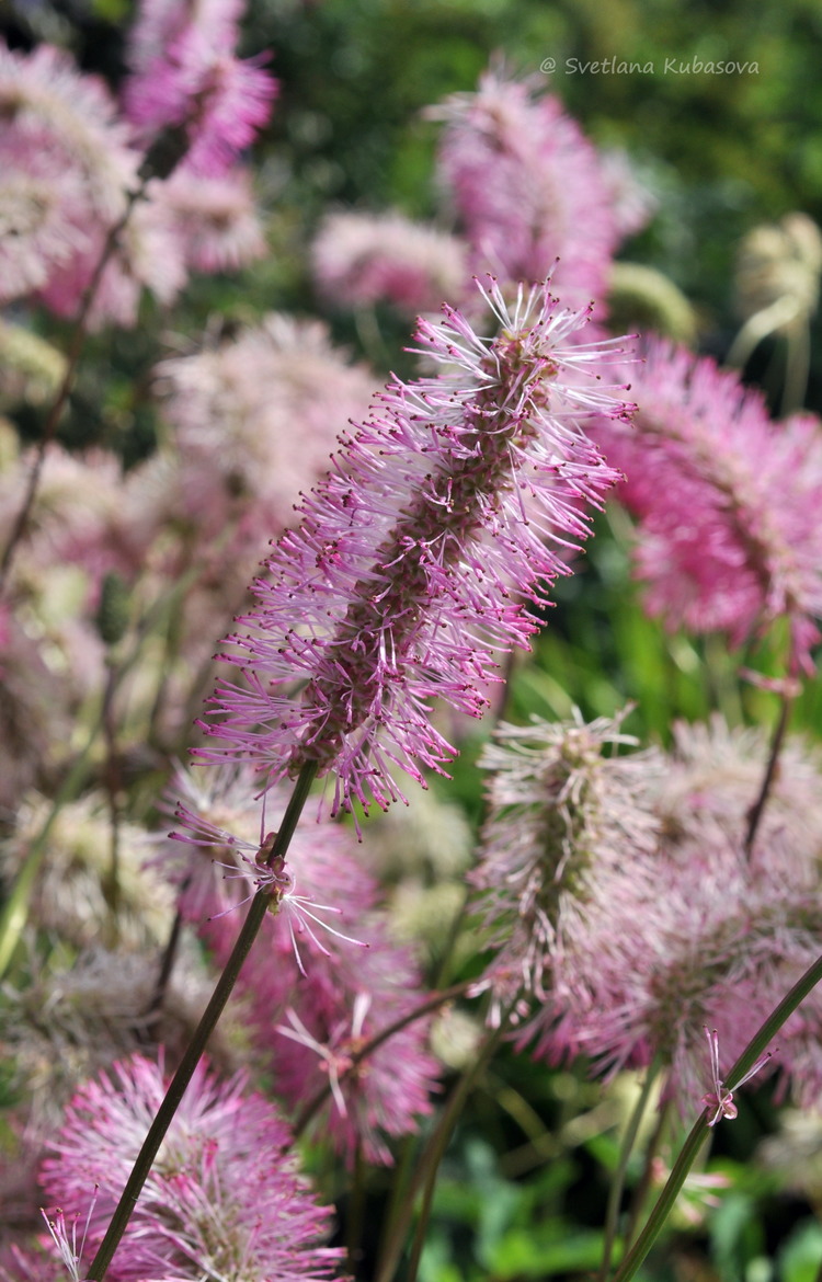 Изображение особи Sanguisorba obtusa.