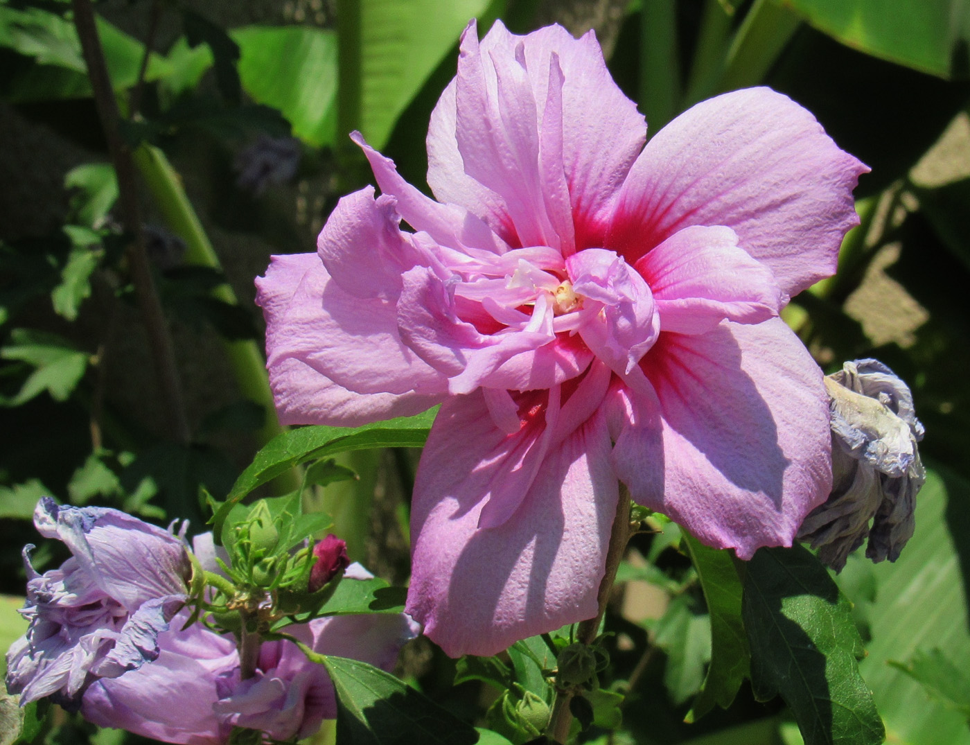 Изображение особи Hibiscus syriacus.