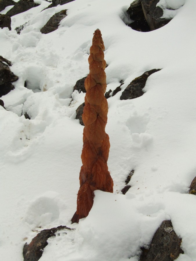 Image of Rheum nobile specimen.