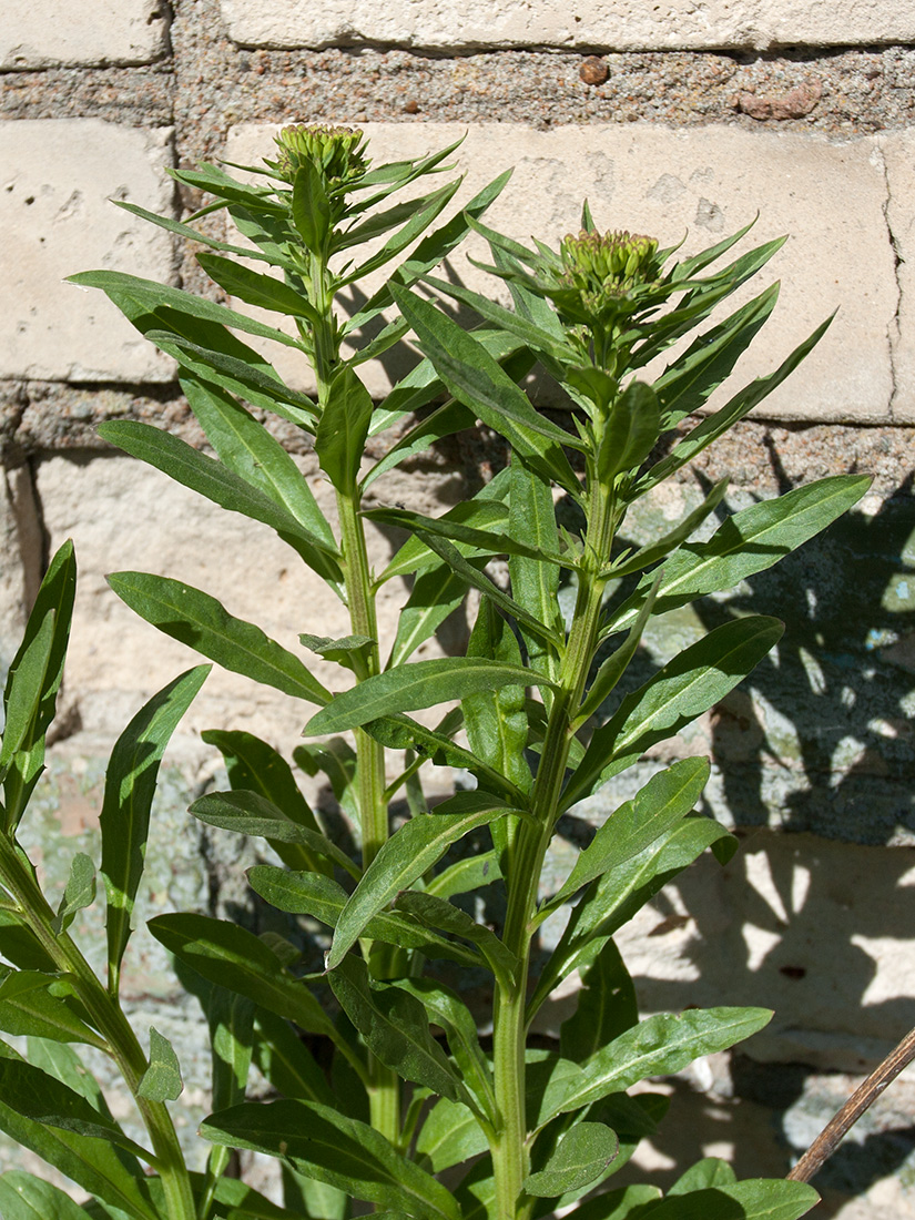 Image of Erysimum hieraciifolium specimen.