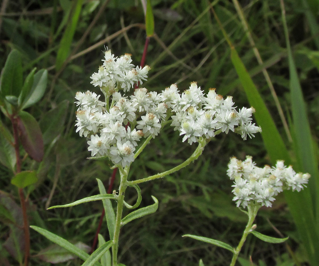 Image of Anaphalis pterocaulon specimen.