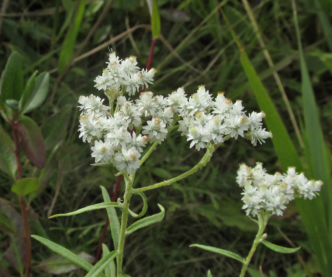 Изображение особи Anaphalis pterocaulon.