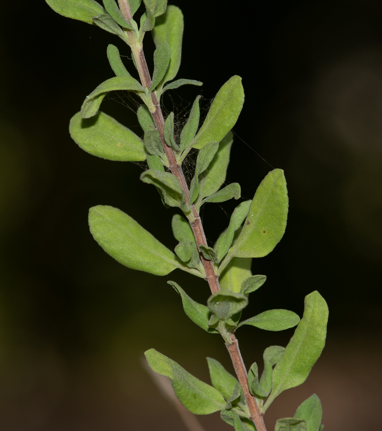 Изображение особи Salvia greggii.