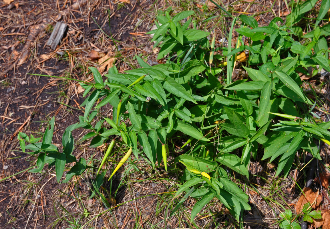 Image of Vincetoxicum hirundinaria specimen.