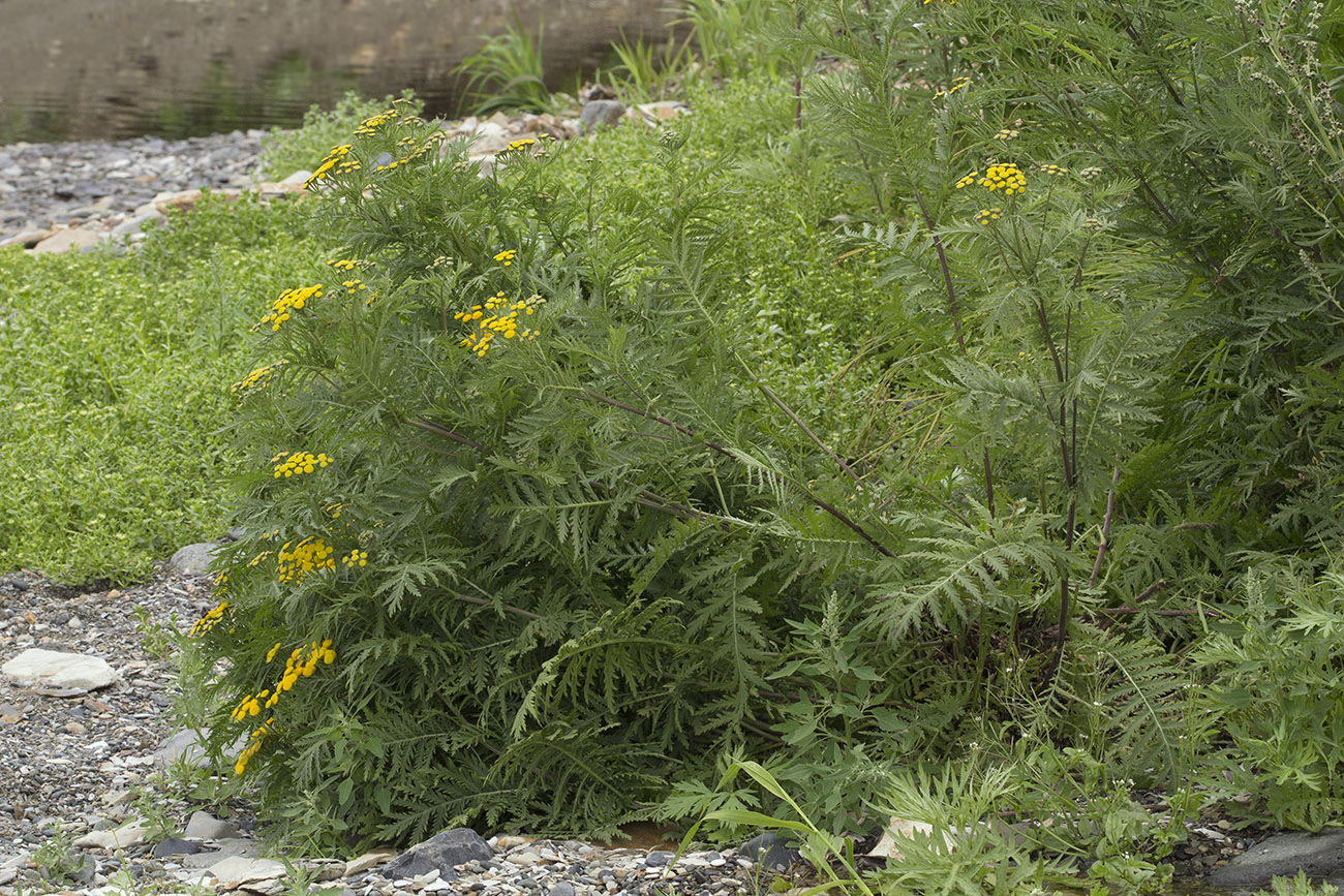 Image of Tanacetum boreale specimen.