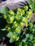 Alchemilla pycnoloba. Соцветия. Свердловская обл., окр. г. Североуральск, дачный участок. 01.06.2019.