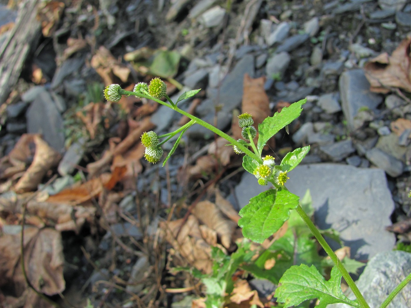 Изображение особи Dichrocephala integrifolia.