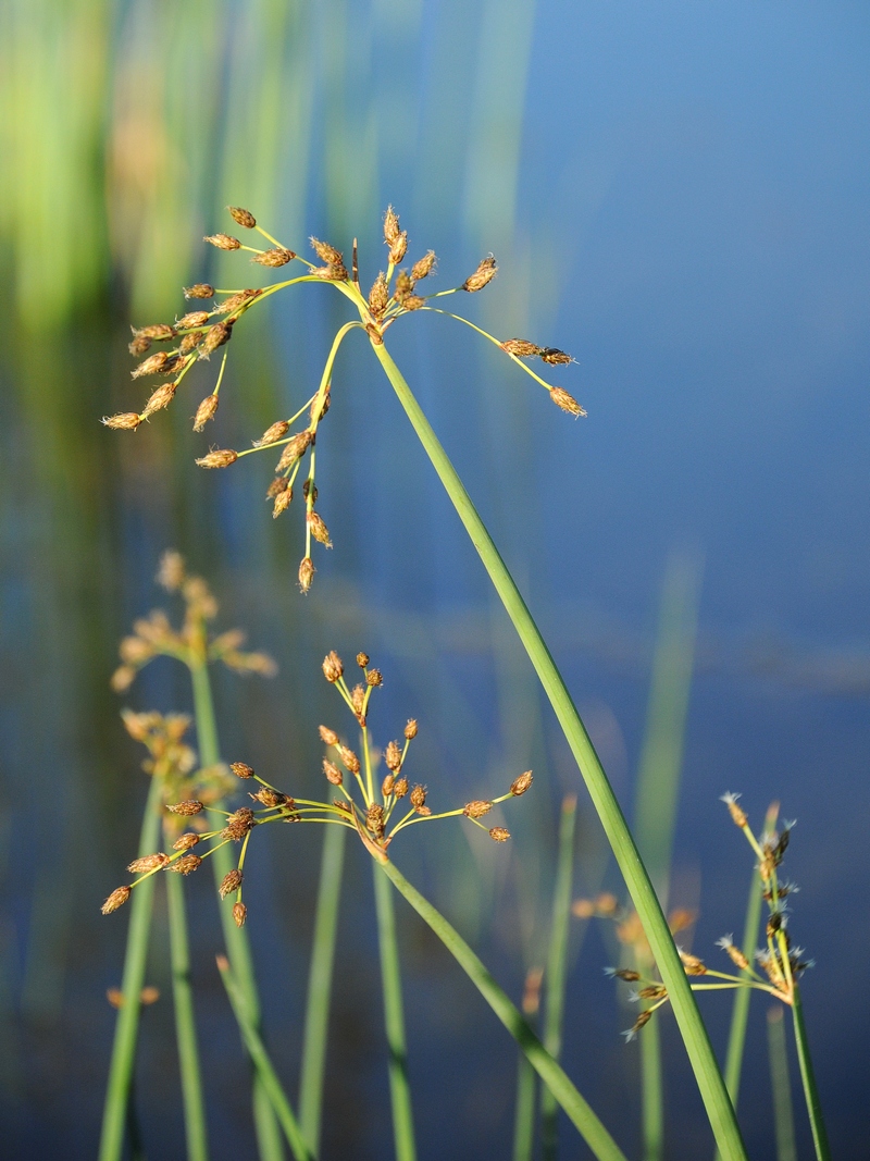 Изображение особи Schoenoplectus lacustris.