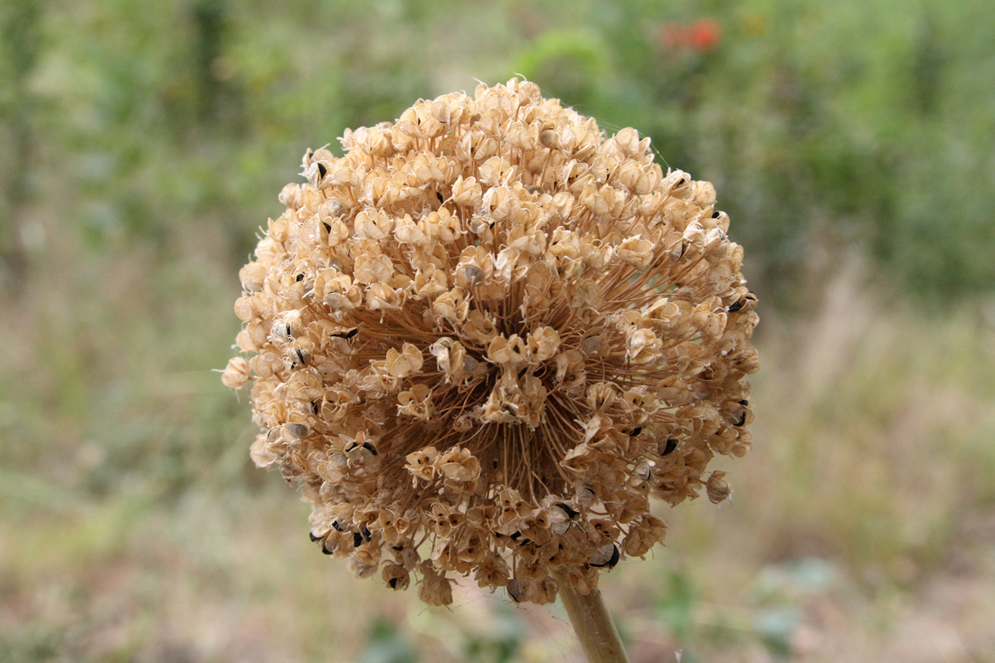Image of Allium praemixtum specimen.