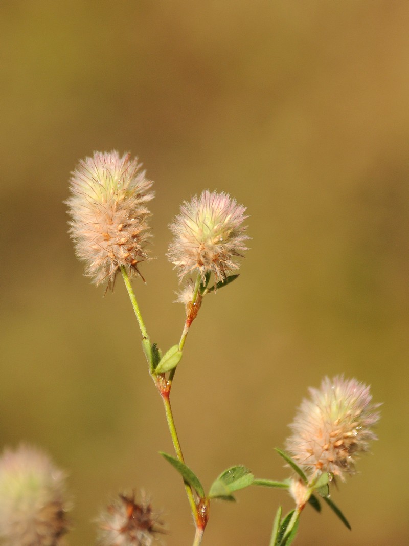 Изображение особи Trifolium arvense.