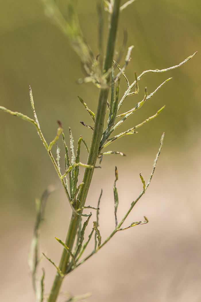 Image of genus Centaurea specimen.