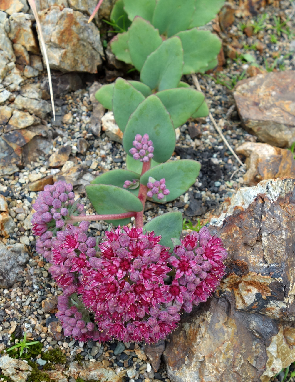 Image of Hylotelephium triphyllum specimen.