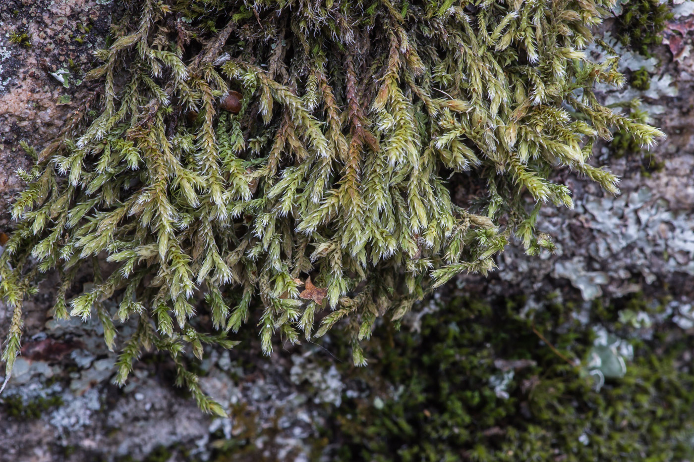 Image of Hedwigia ciliata specimen.