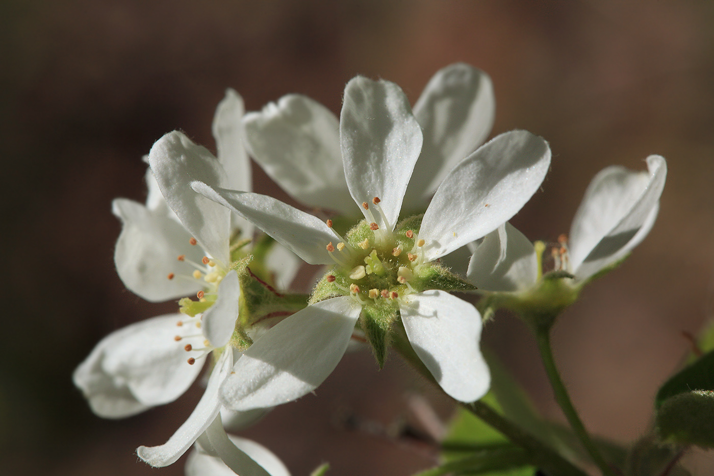 Image of Amelanchier spicata specimen.