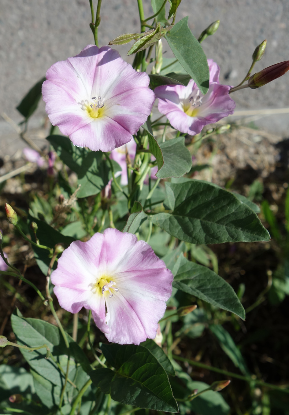 Изображение особи Convolvulus arvensis.