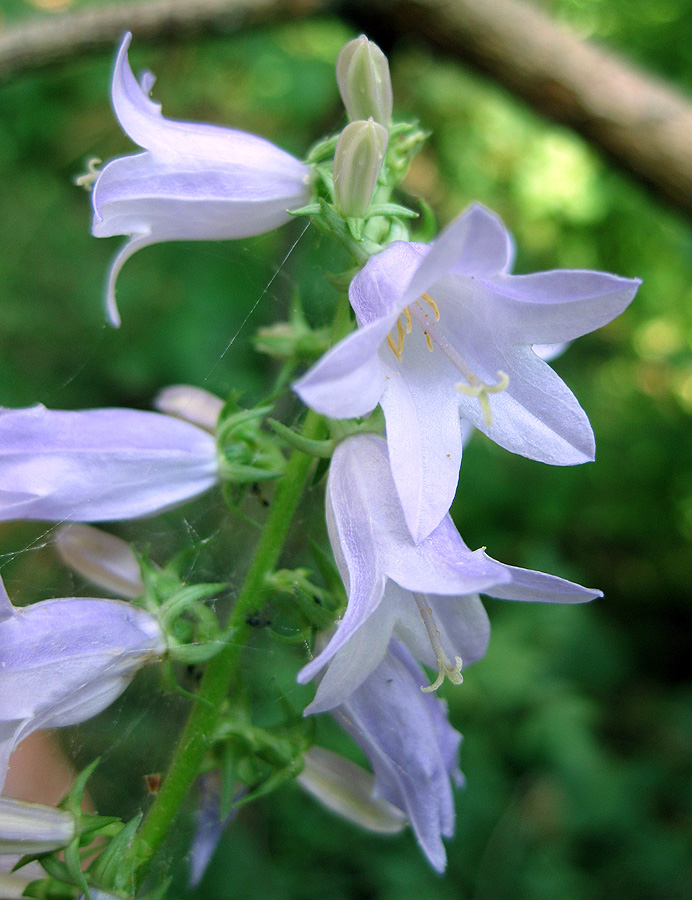 Изображение особи Campanula bononiensis.