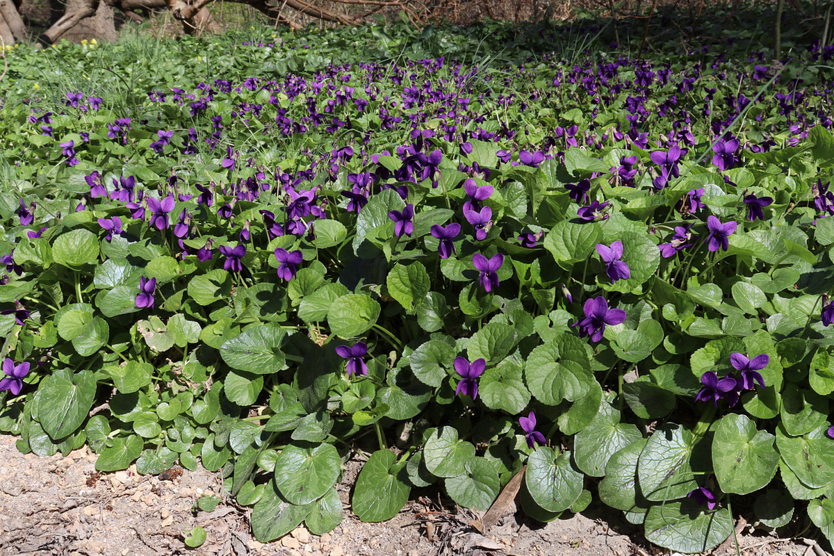 Изображение особи Viola odorata.