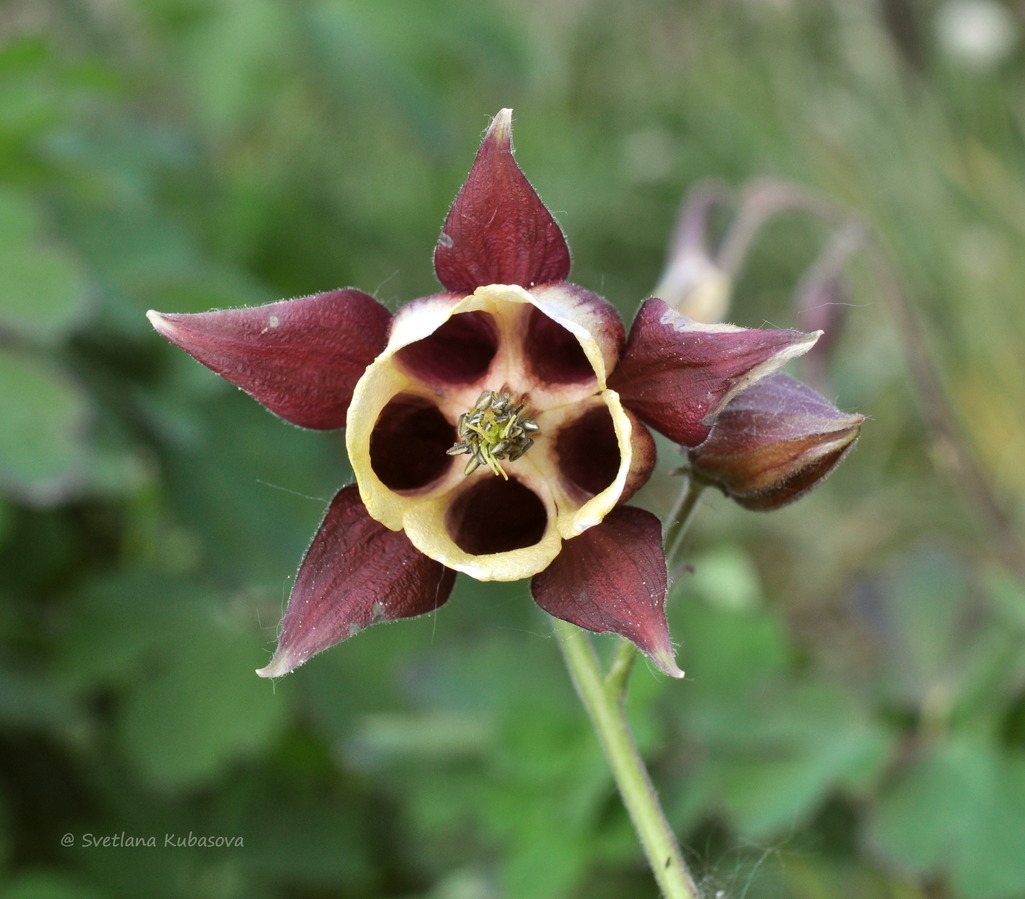 Изображение особи Aquilegia oxysepala.