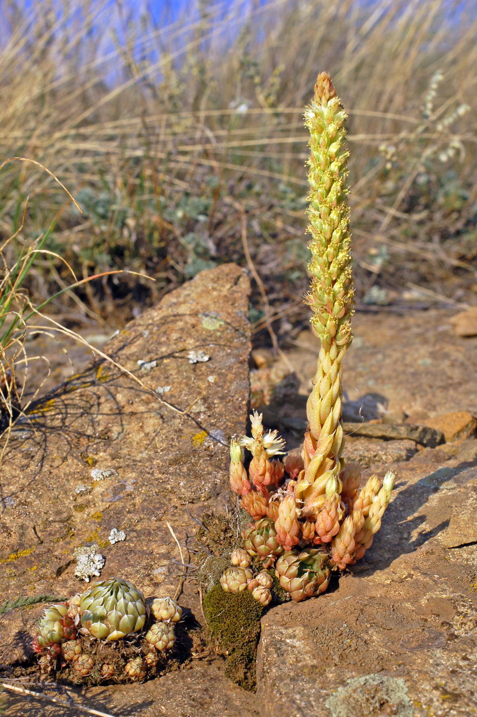 Изображение особи Orostachys spinosa.