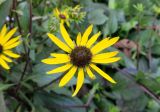 Rudbeckia triloba. Соцветие. Франция, регион Иль-де-Франс, деп. О-де-Сен, г. Леваллуа-Перре, сквер на площади генерала Леклерка, в культуре. 26.02.2020.