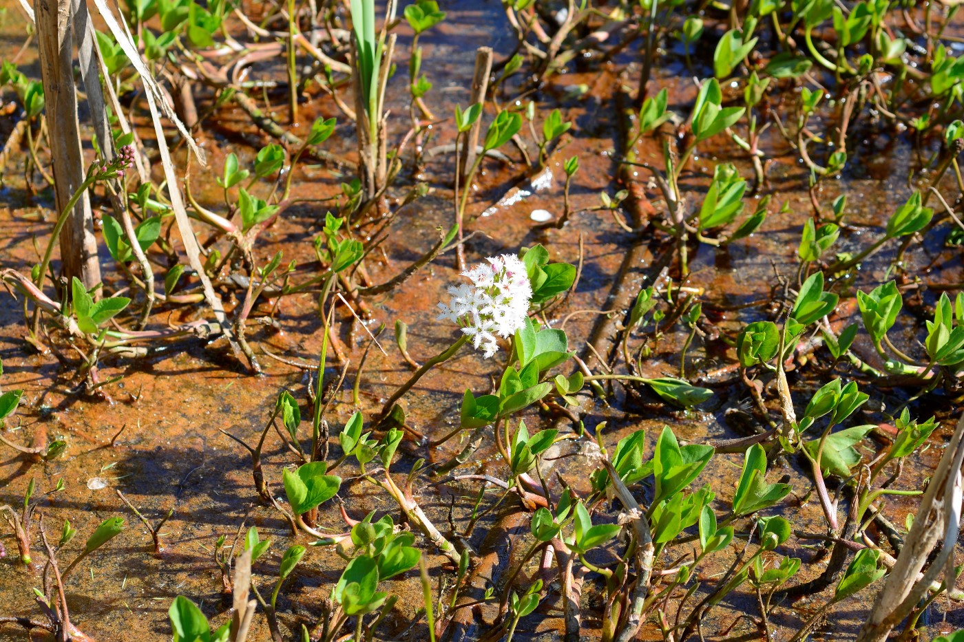 Image of Menyanthes trifoliata specimen.