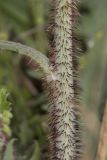 genus Chondrilla