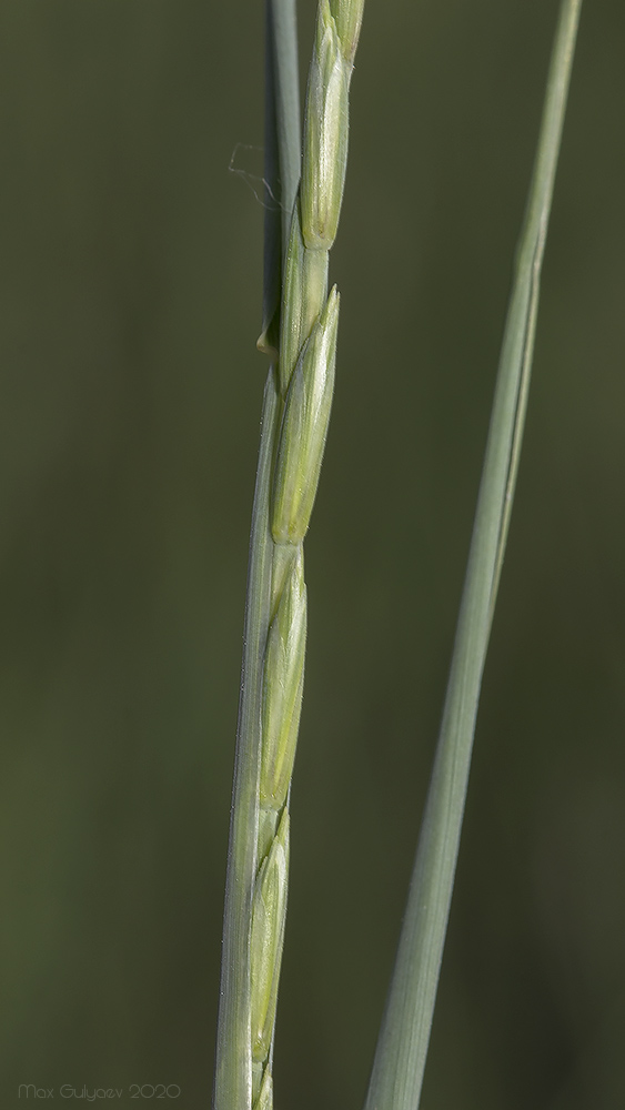 Image of genus Elytrigia specimen.