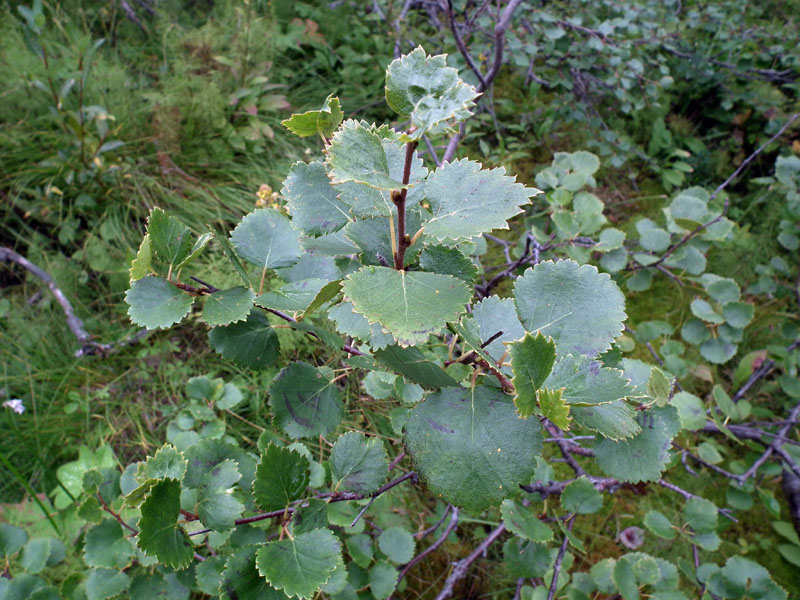 Изображение особи Betula &times; alpestris.