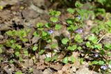 Glechoma hederacea. Цветущие растения. Санкт-Петербург, Выборгский р-н, парк «Сосновка», нарушенный хвойно-мелколиственный лес, у края поляны. 25.05.2020.