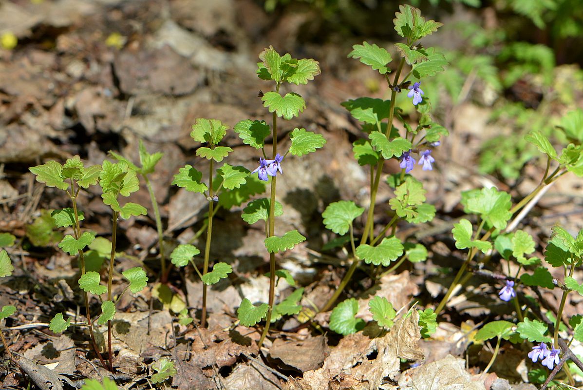 Изображение особи Glechoma hederacea.